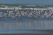 Frankreich, Pas de Calais, Berck sur Mer, Trauerseeschwalbe (Thalasseus sandvicensis, Sandwich Seeschwalbe) am Strand im Herbst