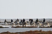 France, Bouches du Rhone, Camargue, Saintes Maries de la Mer, equestrian ride around the pond of Vaccarès\n