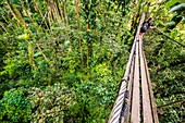 France, Caribbean, Lesser Antilles, Guadeloupe, Basse-Terre, Bouillante, Parc des Mamelles (Guadeloupe Zoo), canopy trek\n