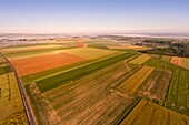 Frankreich, Somme, Bucht der Somme, Saint-Valery-sur-Somme, Die Mohnfelder zwischen Saint-Valery-sur-Somme und Pendé sind zu einer echten Touristenattraktion geworden und viele Menschen kommen, um dort zu fotografieren (Luftaufnahme)