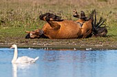 "France, Somme, Baie de Somme, Crotoy Marsh, Le Crotoy, Henson horses in the Crotoy marsh; this breed created in the Bay of Somme is well suited to horse riding and eco-grazing, here a horse takes a bath of dust and snorts"\n