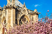 Frankreich, Paris, von der UNESCO zum Weltkulturerbe erklärt, Ile de la Cité, Notre-Dame-de-Paris im Frühling, Kirschblüten