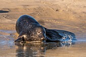 France, Pas de Calais, Opal Coast, Berck sur Mer, grey seal (Halichoerus grypus), seals are today one of the main tourist attractions of the Somme Bay and the Opal Coast\n