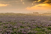 Frankreich, Somme, Somme-Bucht, Naturschutzgebiet der Somme-Bucht, Le Crotoy, Strände von Maye, Die Mollières der Somme-Bucht mit dem blühenden Fliedermeer am frühen Morgen