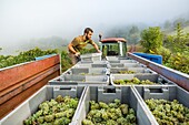 France, Pyrenees Atlantique, Basque Country, Irouleguy, harvest in the Arretxea estate. Theo Riouspeyrous, owner of the estate, is responsible for the harvest\n