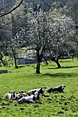 France, Doubs, cherry blossoms, Montbéliard cows grazing\n
