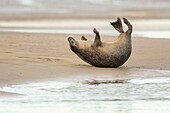 Frankreich, Pas de Calais, Opalküste, Berck sur Mer, Kegelrobbe (Halichoerus grypus), Robben sind heute eine der Haupttouristenattraktionen in der Somme-Bucht und an der Opalküste