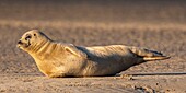 Frankreich, Pas de Calais, Opalküste, Berck sur Mer, Seehund (Phoca vitulina), Seehunde sind heute eine der wichtigsten touristischen Attraktionen der Somme-Bucht und der Opalküste