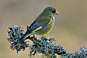 Frankreich, Doubs, Vogel, Grünfink (Carduelis chloris) auf einem Flechtenzweig sitzend