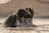 France, Pas de Calais, Authie Bay, Berck sur Mer, Grey Seal Games (Halichoerus grypus), at the beginning of autumn it is common to observe the grey seals playing between them in simulacra of combat, it's also a sign that the mating season is approaching\n