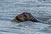 France, Pas de Calais, Authie Bay, Berck sur Mer, Grey seals (Halichoerus grypus), at low tide the seals rest on the sandbanks from where they are chased by the rising tide, once in the water, their natural curiosity pushes them to sometimes approach very close\n