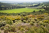 France, Bouche du Rhone, Aureille, Alpilles mountains, maquis\n