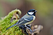 France, Doubs, bird, great tit (Parus major) on a mossy root\n