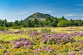 France, Puy de Dome, the Regional Natural Park of the Volcanoes of Auvergne, Chaine des Puys, Orcines, the summit of the Grand Sarcoui volcano covered with heather, the Puy de Dome volcano in the background\n