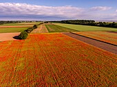 France, Somme, Bay of the Somme, Saint-Valery-sur-Somme, The fields of poppies between Saint-Valery-sur-Somme and Pendé have become a real tourist attraction and many people come to photograph there (aerial view)\n