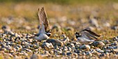 Frankreich, Somme, Baie de Somme, Cayeux sur Mer, Der Hable d'Ault, Wettbewerb um ein Weibchen, kleiner Flussregenpfeifer (Charadrius dubius, Little Ringed Plover) in kiesigen Wiesen und Kieselsteinen