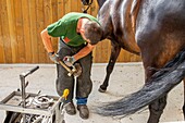 France, Oise, Chantilly, Chantilly Castle, the Great Stables, Roger Laville, blacksmith, change horses irons\n