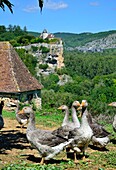 France, Lot, Chateau Belcastel and goose farm\n