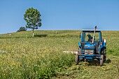 Frankreich, Puy de Dome, Chastreix, Remi Fargeix und seine Salers-Kühe, Parc Naturel Regional des Volcans d'Auvergne (Regionaler Naturpark der Vulkane der Auvergne), Massif du Sancy, Naturschutzgebiet Vallee de la Fontaine Salee