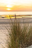 France, Somme, Fort-Mahon, The dunes between Fort-Mahon and the bay of Authie at sunset\n