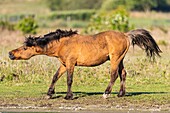 "France, Somme, Bay of the Somme, Crotoy Marsh, Le Crotoy, Henson horses in the Crotoy marsh; this breed created in the Bay of Somme is well suited to horse riding and eco-grazing, here a horse takes a bath of dust and snorts"\n