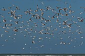 Frankreich, Pas de Calais, Berck sur Mer, Trauerseeschwalben (Thalasseus sandvicensis, Sandwich Seeschwalbe) am Strand im Herbst