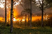 France, Somme, Crécy-en-Ponthieu, Rays of sun in the fog in Crécy forest\n