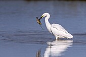 France, Somme, Baie de Somme, Le Crotoy, Crotoy Marsh, Great Egret (Ardea alba - Great Egret) fishing catching a fish\n