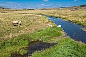 France, Lozere, Aubrac Regional Nature Reserve, surroundings of Marchastel along the Via Podiensis, one of the French pilgrim routes to Santiago de Compostela or GR 65, Le Bes river\n