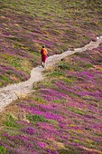 Frankreich, Finistere, Regionaler Naturpark Armorica, Halbinsel Crozon, Camaret-sur-Mer, Wanderweg GR 34 oder Zollweg in der Nähe der Pointe de Pen Hir