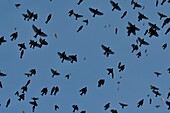 Frankreich, Doubs, Schweizer Grenze, Vogel, Buchfink (Fringilla montifringilla), der sich im Schlafsaal für die Nacht sammelt, konzentrierter Flug