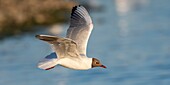 France, Somme, Baie de Somme, Le Crotoy, The Marsh du Crotoy welcomes each year a colony of Black-headed Gull (Chroicocephalus ridibundus), which come to nest and reproduce on islands in the middle of the ponds\n