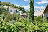 Frankreich, Hérault, Pic Saint-Loup, Geschichte: Altweibersommer in der Landschaft der Cevennen