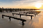 France, Somme, Marquenterre, Quend-Plage, mussel culture, about 50 000 mussels are exploited by mussel farmers, they are discovered at low tide\n