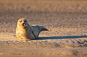 Frankreich, Pas de Calais, Opalküste, Berck sur Mer, Seehund (Phoca vitulina), Seehunde sind heute eine der wichtigsten touristischen Attraktionen der Somme-Bucht und der Opalküste