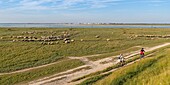 Frankreich, Somme, Somme-Bucht, Saint-Valery-sur-Somme, Kap Hornu, Schafherde auf den Salzwiesen am Kap Hornu gegenüber von Le Crotoy