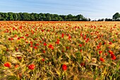 France, Somme, Bay of the Somme, Saint-Valery-sur-Somme, The fields of poppies between Saint-Valery-sur-Somme and Pendé have become a real tourist attraction and many people come to photograph there\n
