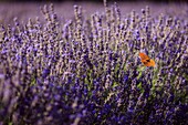 Frankreich, Vaucluse, regionaler Naturpark des Luberon, Bonnieux, Schmetterling Silberner Scheckenfalter (Argynnis paphia) im Flug über Lavendelblüten