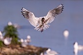 Frankreich, Somme, Baie de Somme, Le Crotoy, Der Sumpf von Crotoy beherbergt jedes Jahr eine Lachmöwenkolonie (Chroicocephalus ridibundus - Lachmöwe), die zum Nisten und zur Fortpflanzung auf die Inseln in der Mitte der Teiche kommt, Möwen jagen dann das Material für den Bau der Nester