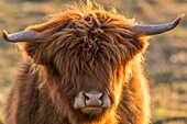 France, Somme, Somme Bay, Crotoy Marsh, Le Crotoy, Highland Cattle (Scottish cow) for marsh maintenance and eco grazing\n