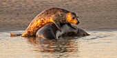 "Frankreich, Pas de Calais, Authie Bay, Berck sur Mer, Kegelrobbenspiele (Halichoerus grypus), zu Beginn des Herbstes ist es üblich, die Kegelrobben zu beobachten, wie sie miteinander spielen und einen Kampf simulieren; dies ist auch ein Zeichen dafür, dass sich die Paarungszeit nähert"