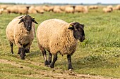 "Frankreich, Somme, Somme-Bucht, Saint Valery sur Somme, Kap Hornu, Schafe auf gesalzenen Wiesen gegenüber von Le Crotoy; Schafe im Vorland sind eine kontrollierte Herkunftsbezeichnung (COA) mit der Verpflichtung, mehrere Monate im Jahr halophile Pflanzen zu weiden"