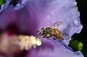 France, Territoire de Belfort, Belfort, garden, European bee (Apis mellifera) covered with pollen in an hibiscus flower, summer before the rain\n