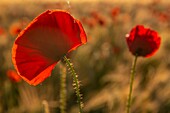 France, Somme, Bay of the Somme, Saint-Valery-sur-Somme, The fields of poppies between Saint-Valery-sur-Somme and Pendé have become a real tourist attraction and many people come to photograph there\n