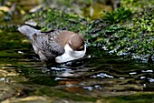 Frankreich, Doubs, Creuse-Tal, Vogel, Tauchen Cincle (Cinclus cinclus), Wildwasserjagd