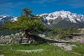 France, Hautes Alpes, massif of Oisans, national park of Ecrins, Vallouise, hike towards Pointe des Tetes, the summit plateau and the head of Dormillouse\n