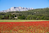 France, Bouches du Rhône, Pays d'Aix, Grand Site Sainte-Victoire, Beaurecueil, poppy field (Papaver rhoeas) facing Sainte-Victoire mountain\n