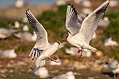 Frankreich, Somme, Somme-Bucht, Crotoy-Sumpf, Le Crotoy, jedes Jahr lässt sich eine Lachmöwenkolonie (Chroicocephalus ridibundus) auf den kleinen Inseln des Crotoy-Sumpfes nieder, um zu nisten und sich fortzupflanzen, dann kommt es häufig zu Konflikten