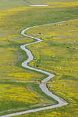 France, Vendee, Lairoux, cows and horses in yellow flowery meadows (aerial view)\n