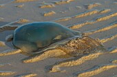 Frankreich, Somme, Somme-Bucht, Naturschutzgebiet der Somme-Bucht, Le Crotoy, Strände der Maye, Am Strand angespülte Qualle (Rhizostoma pulmo)